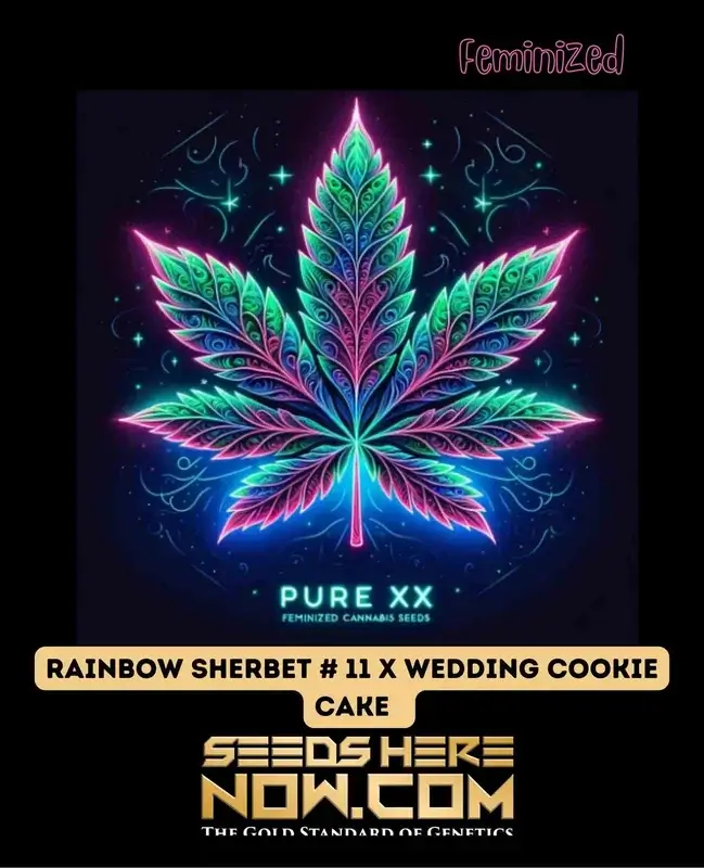 Rainbow Sherbet #11 x Wedding Cookie Cake S1 - Citrus, Berry, Vanilla Aroma Feminized Cannabis Seeds by Pure XX