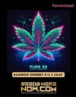 Rainbow Sherbet #11 x Zoap S1 Feminized Seeds featuring high THC and vibrant citrus(space)berry aroma