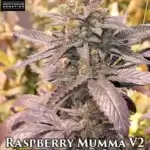 Raspberry Mumma S2 (Feminized) - Heavy Dayze Genetics