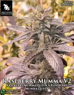 Raspberry Mumma S2 feminized seeds, sweet berry and earthy pine aroma, 18(space)22% THC