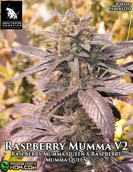 Raspberry Mumma S2 feminized seeds, sweet berry and earthy pine aroma, 18-22% THC