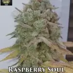 Raspberry Soul (Feminized) - Trichome Jungle