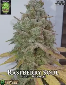 Raspberry Soul feminized seeds, featuring rich raspberry and earthy tones, 18(space)22% THC