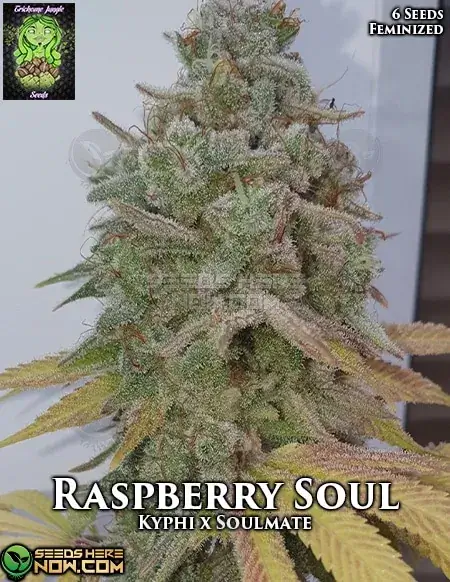 Raspberry Soul feminized seeds, featuring rich raspberry and earthy tones, 18-22% THC