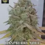 Raspberry Soul (Regular) - Trichome Jungle