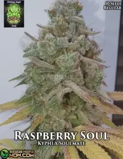 Raspberry Soul regular cannabis seeds by Trichome Jungle (space) vibrant buds with raspberry, earthy, and floral notes