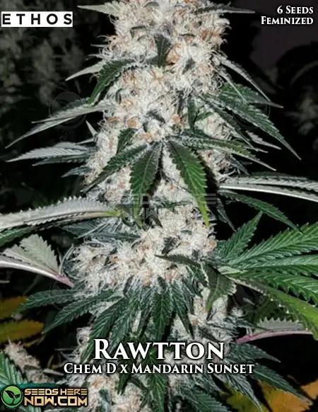 Rawtton Feminized Seeds - A Hybrid Strain by Ethos Genetics with Citrus and Pine Aroma