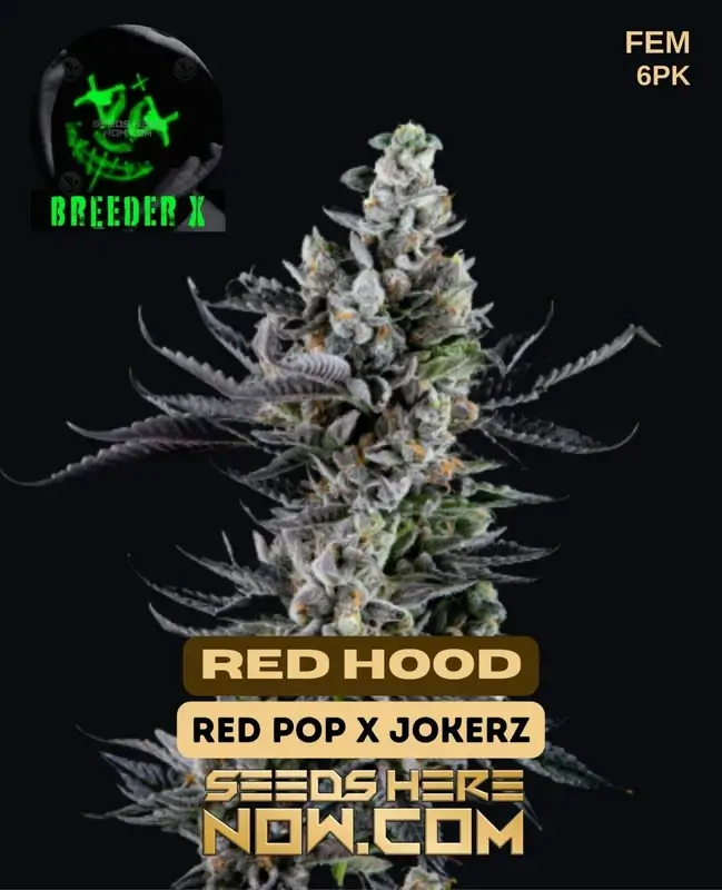 R€d Hood Feminized Seeds - Hybrid Cannabis by Breeder X with Earthy and Berry Aroma