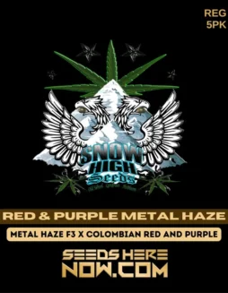Red & Purple Metal Haze cannabis seeds by Snow High Seeds, featuring pine and citrus aromas