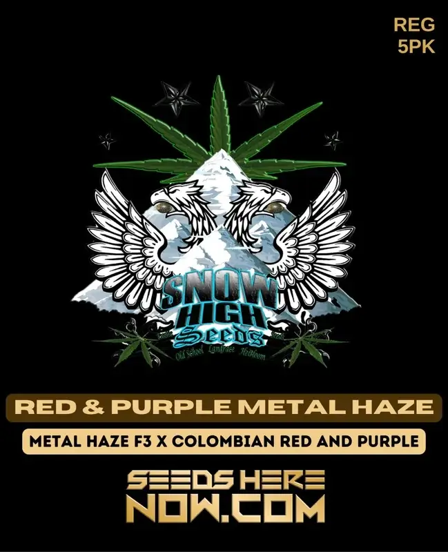 Red & Purple Metal Haze cannabis seeds by Snow High Seeds, featuring pine and citrus aromas