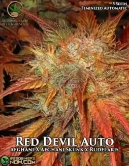 Red Devil Auto Autoflower Seeds (space) Indica(space)dominant hybrid with citrus and pine aroma
