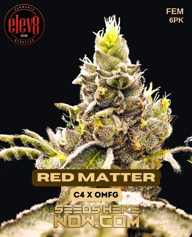 Red Matter Feminized Seeds - Hybrid Cannabis Strain with Berry, Citrus, Earthy Aromas