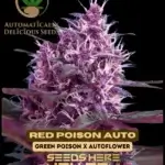 Red Poison (Autoflower) - Automatically Delicious