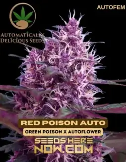 Red Poison Auto Autoflower Cannabis Seeds (space) 20% THC, Hybrid, Fruity Aroma