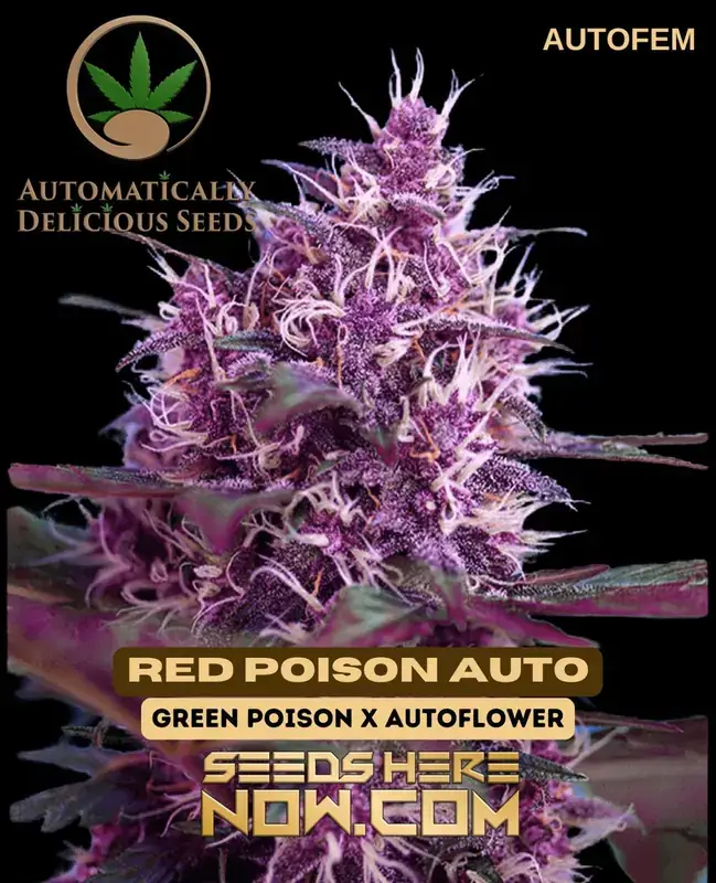 Red Poison Auto Autoflower Cannabis Seeds - 20% THC, Hybrid, Fruity Aroma