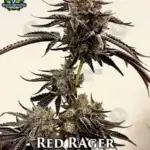 Red Rager (Feminized) - Exotic Genetix