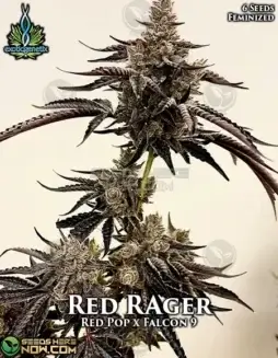 Image of Red Rager feminized cannabis seeds by Exotic Genetix