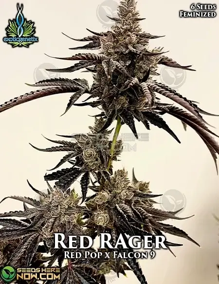 Image of Red Rager feminized cannabis seeds by Exotic Genetix