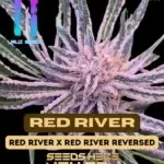Red River (Feminized) - Uruz Seeds