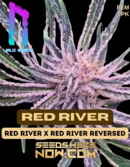 Packaging of Red River Feminized Seeds by Uruz Seeds showcasing indica(space)dominant hybrid characteristics