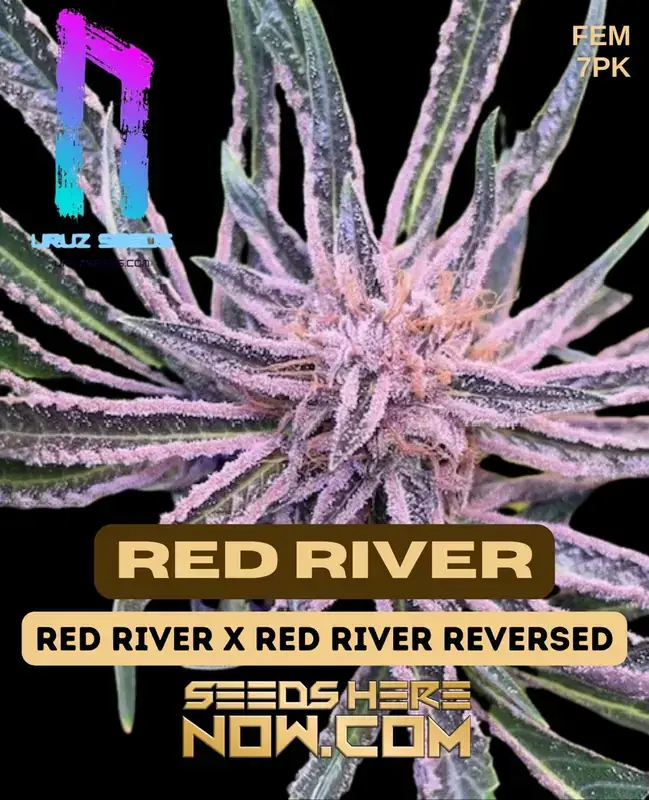 Packaging of Red River Feminized Seeds by Uruz Seeds showcasing indica-dominant hybrid characteristics