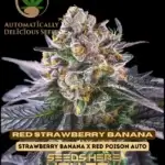 Red Strawberry Banana (Autoflower) - Automatically Delicious