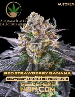 Red Strawberry Banana Autoflower Cannabis Seeds (space) Strawberry Banana x Red Poison Auto Hybrid