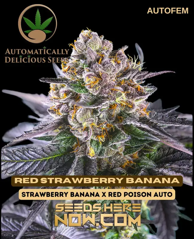 Red Strawberry Banana Autoflower Cannabis Seeds - Strawberry Banana x Red Poison Auto Hybrid