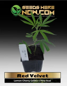 Red Velvet cannabis clones in soil pot
