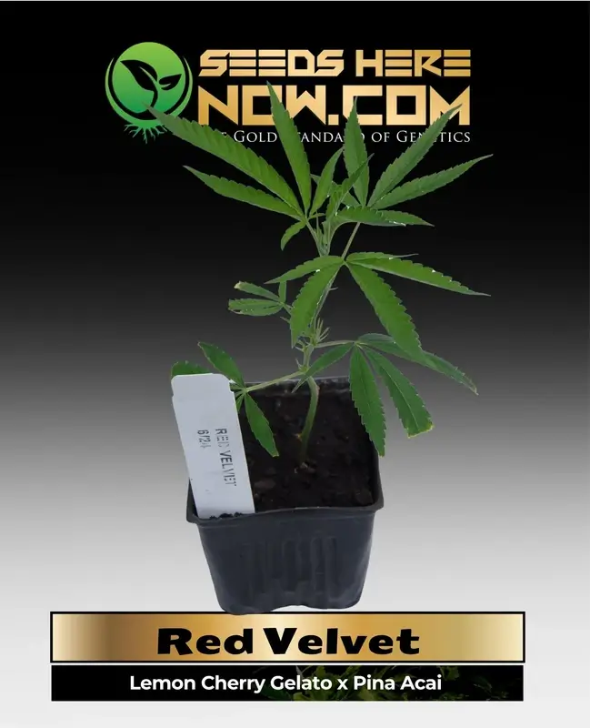 Red Velvet cannabis clones in soil pot