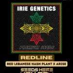 Redline (Regular) - Irie Genetics