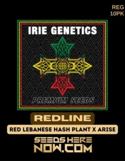 Pack of Redline regular cannabis seeds by Irie Genetics, a sativa(space)dominant hybrid with 20(space)25% THC.