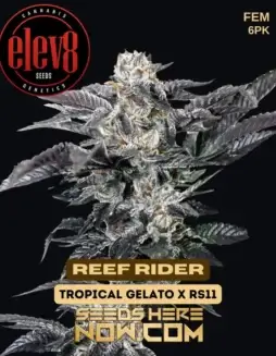 Reef Rider Feminized Seeds (space) Tropical Gelato x Rainbow Sherbet #11 Hybrid