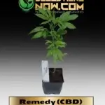 Remedy (CBD) Clones -  ACC
