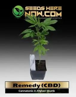 Healthy Remedy (CBD) Clone in a pot