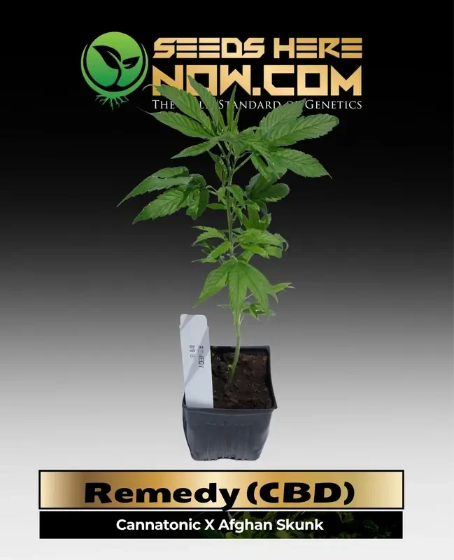 Healthy Remedy (CBD) Clone in a pot