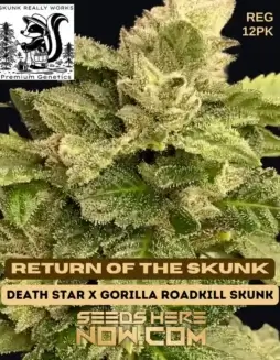 Return of The Skunk (Regular) Cannabis Seeds by Skunk Really Works