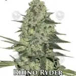 Rhino Ryder (Autoflower) - Fast Buds