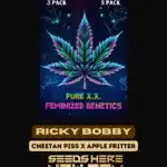 Ricky Bobby S1 (Feminized) - Pure XX