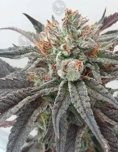 Righteous Flame regular cannabis seeds pack by Pacific Northwest Roots featuring Harlequin x Fire Alien Freeze lineage