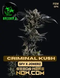 Criminal Kush cannabis seeds, a hybrid strain by Breeder X combining SFV OG and Jokerz genetics