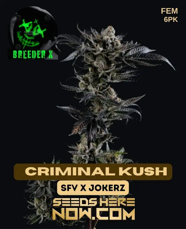 Criminal Kush cannabis seeds, a hybrid strain by Breeder X combining SFV OG and Jokerz genetics