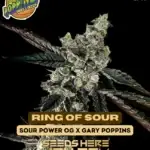 Ring Of Sour (Feminized) - Exotic Genetix
