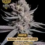 Ripe (Feminized) - Solfire Gardens