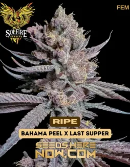 Ripe Feminized Seeds (space) Tropical Citrus and Creamy Vanilla Aroma