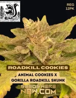 Roadkill Cookies Regular Seeds (space) Animal Cookies x Gorilla Roadkill Hybrid