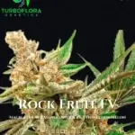 Rock Fruit FV (Feminized) - TurboFlora Genetics