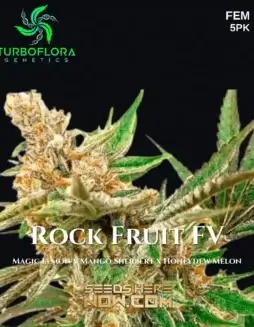 Rock Fruit FV Feminized Seeds (space) Citrus, Berry, Pine Aroma