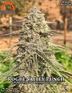 Rogue Valley Punch regular cannabis seeds by Massive Seeds, featuring Purple Punch and ROGue Valley Wreck lineage