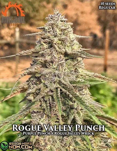 Rogue Valley Punch regular cannabis seeds by Massive Seeds, featuring Purple Punch and ROGue Valley Wreck lineage